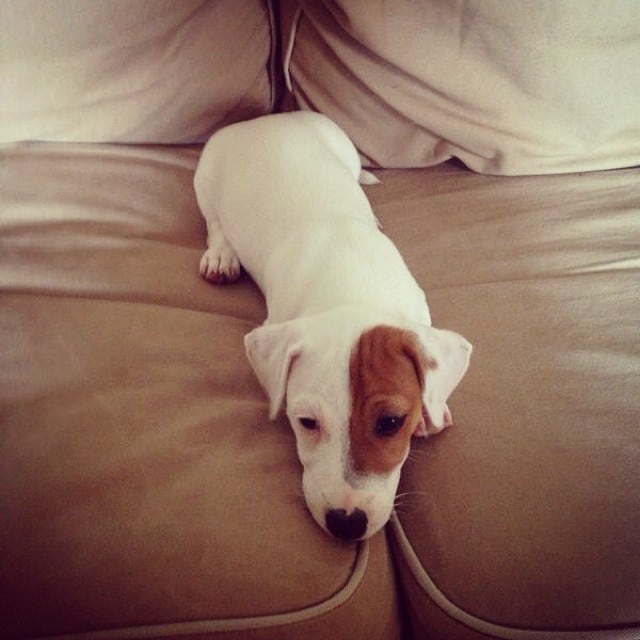 Una amiga nuestra busca casita para este cachorro de #JackRusselTerrier de dos meses. Si estáis interesados o sabéis de alguien.. Contactar con Paz: 610 214 056 ¡GRACIAS!